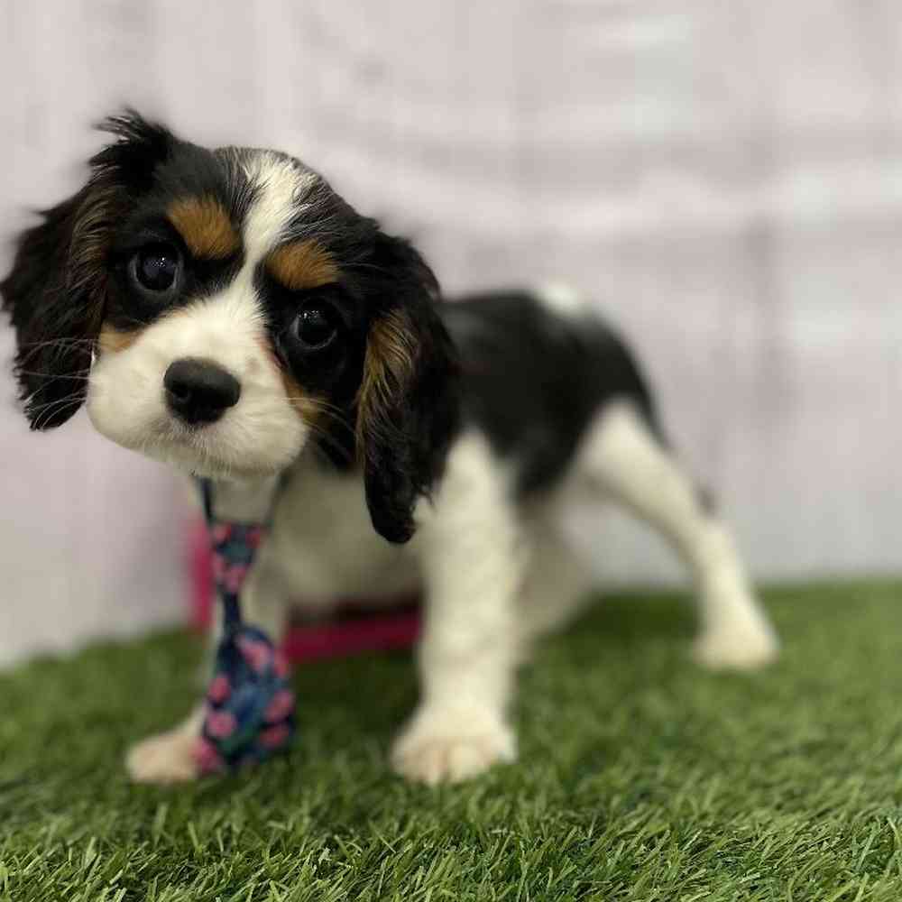 Cavalier King Charles Spaniel For Sale Pet Express Braintree