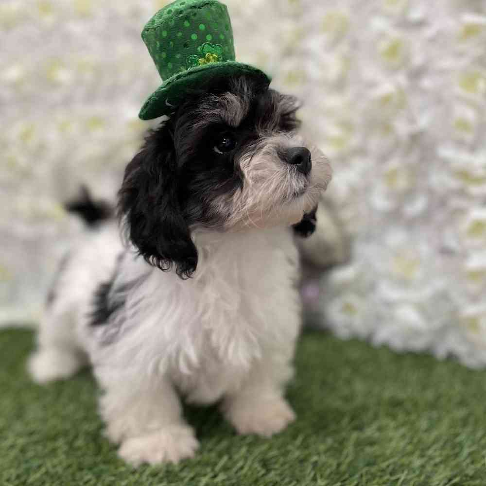 LaChon For Sale Pet Express Braintree