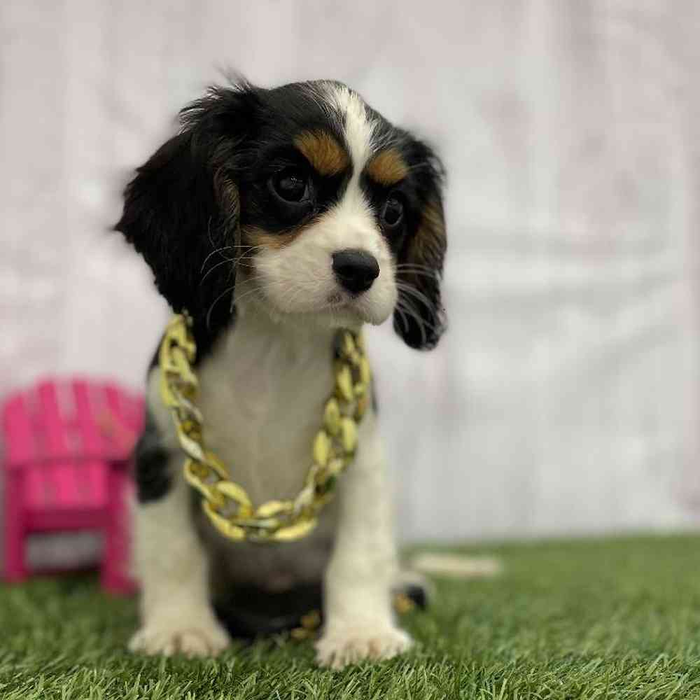 Cavalier King Charles Spaniel For Sale Pet Express Braintree