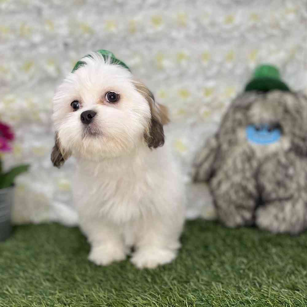 Lhasa Apso For Sale Pet Express Braintree