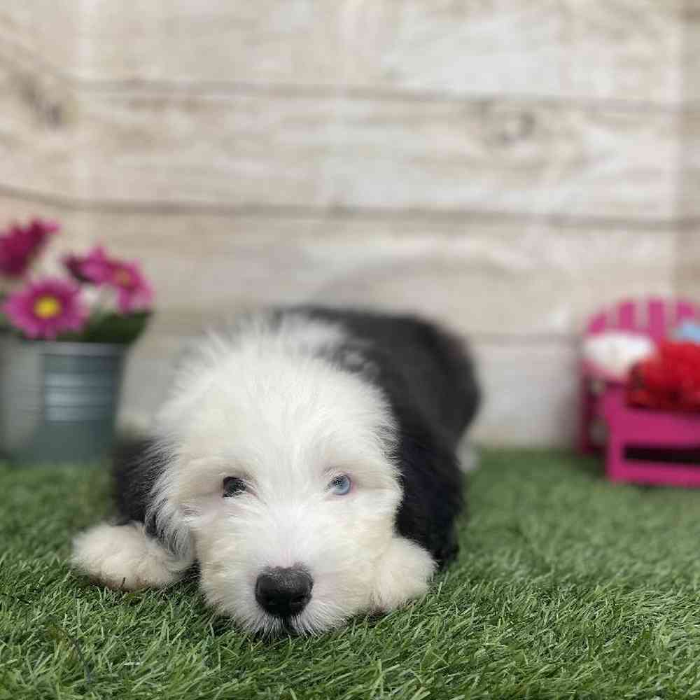 Old English Sheepdog For Sale Pet Express Braintree