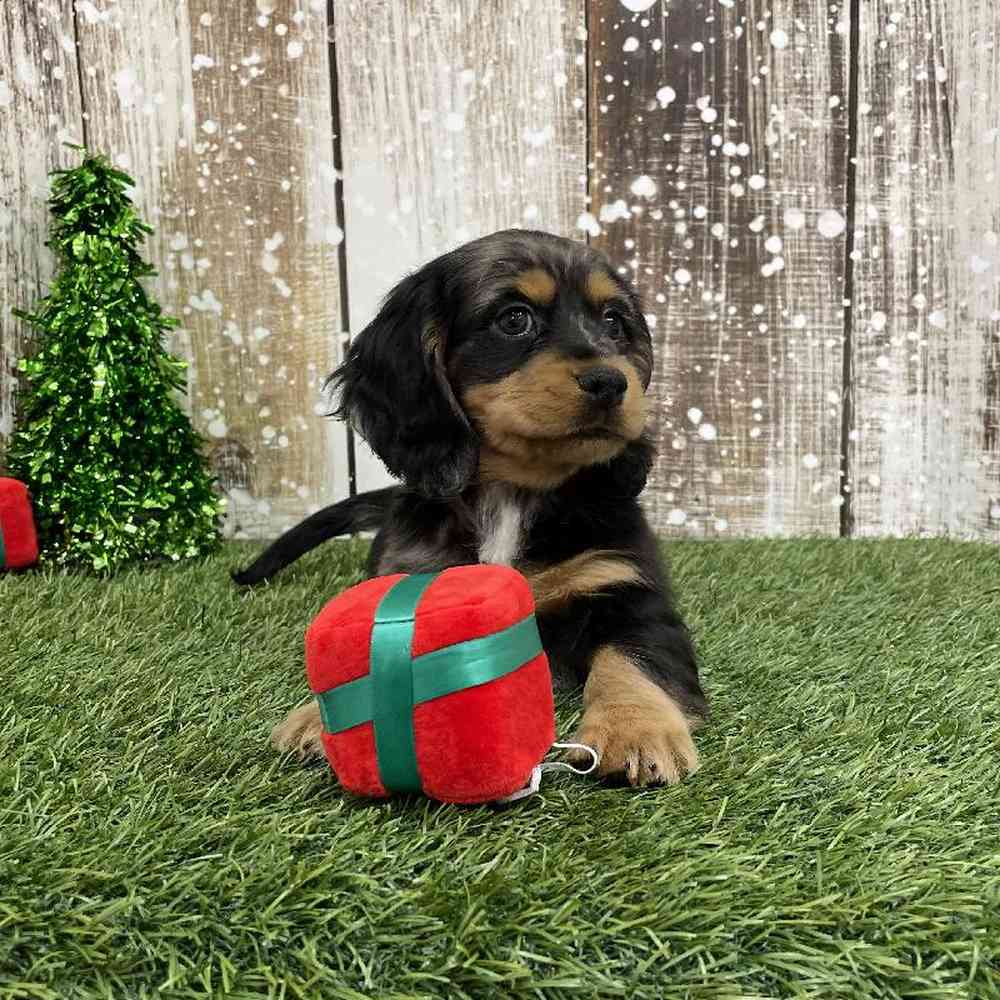 Docker For Sale Pet Express Braintree