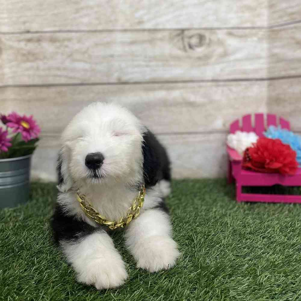 Old English Sheepdog For Sale Pet Express Braintree