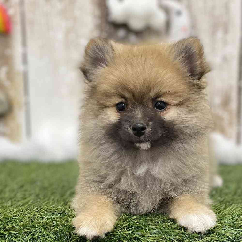 Pomeranian For Sale Pet Express Braintree