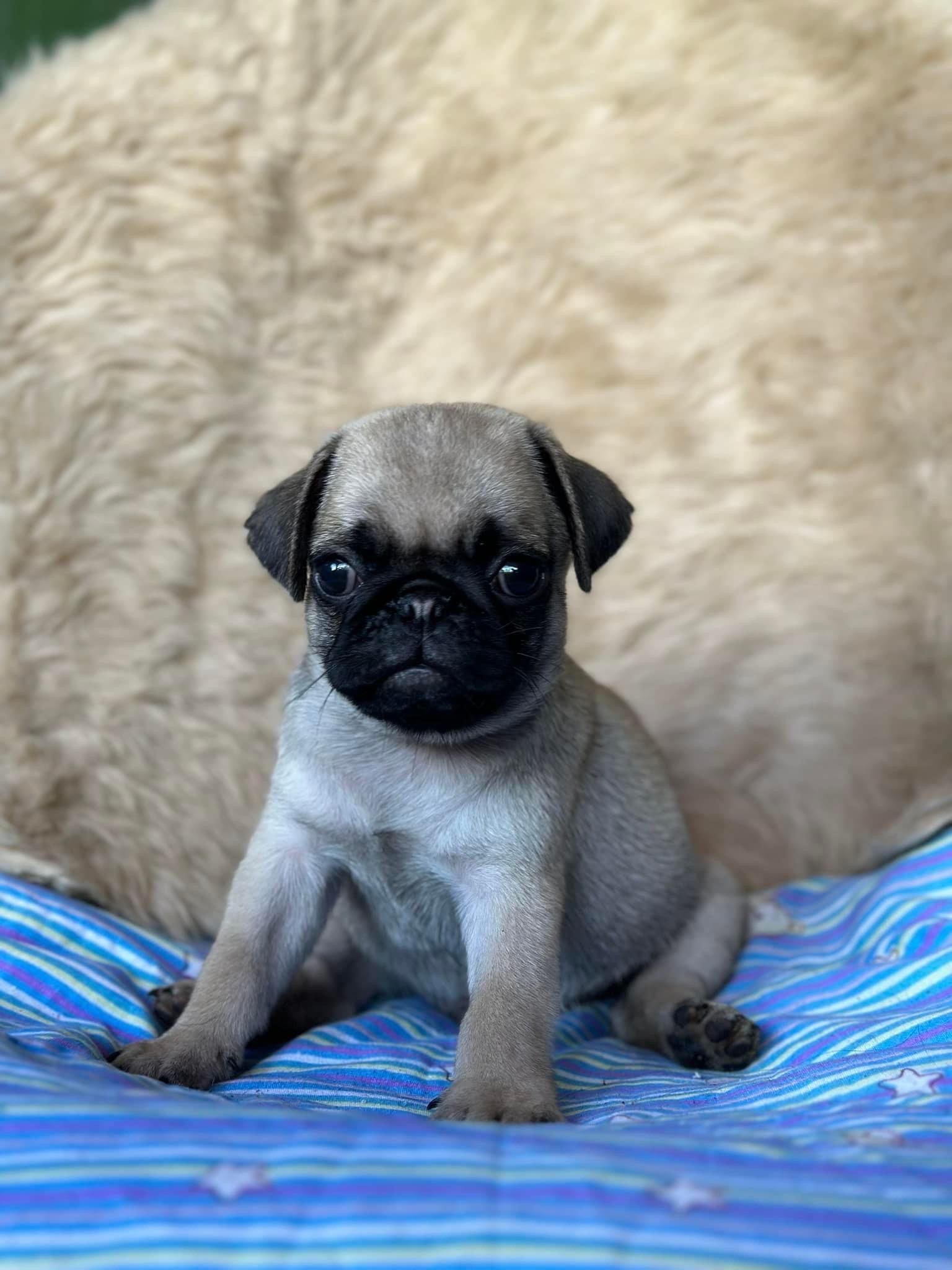 Pug for Sale Pet Finder Philippines Buy and Sell Pets Online