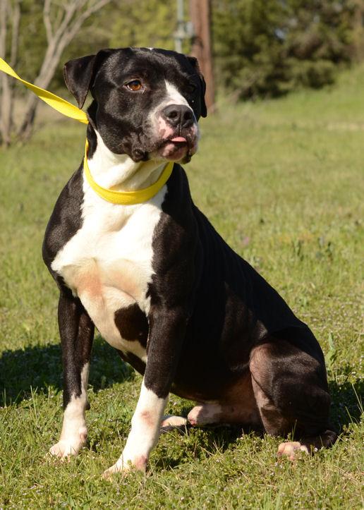 Noah's Ark Gainesville Animal Shelter Petfinder Foundation
