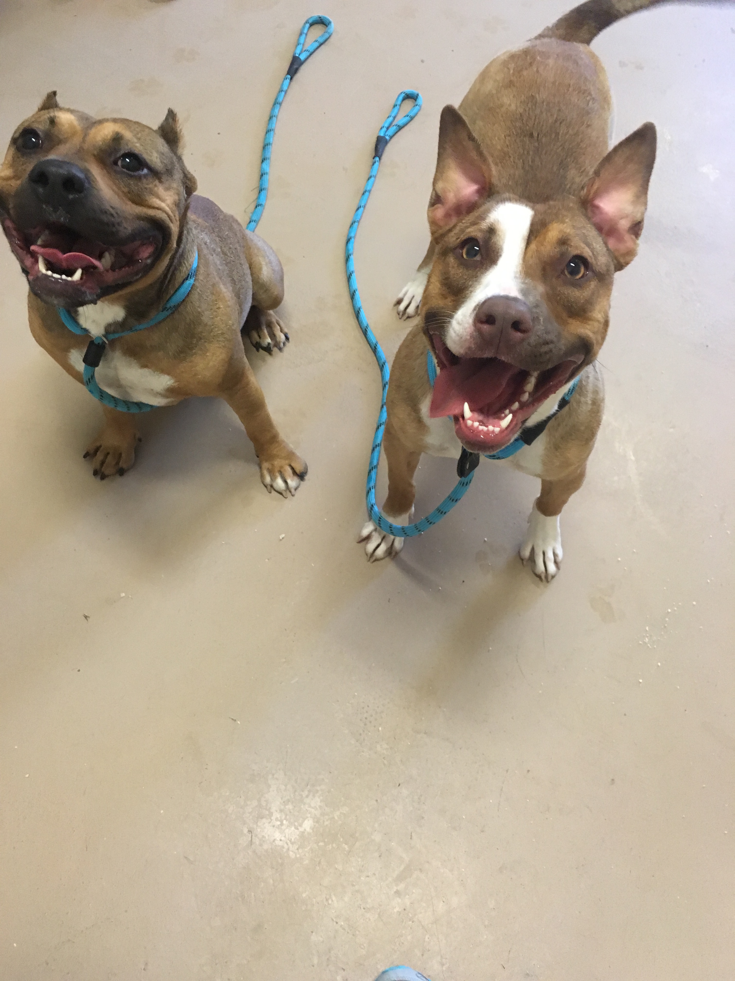 Lollypop Farm, Humane Society of Greater Rochester
