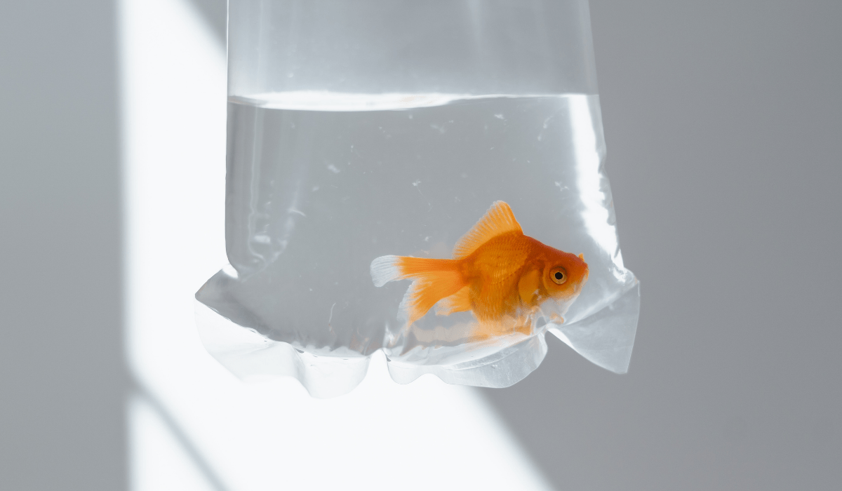 How to Quarantine Fish Without a Tank Pet Fish Tank