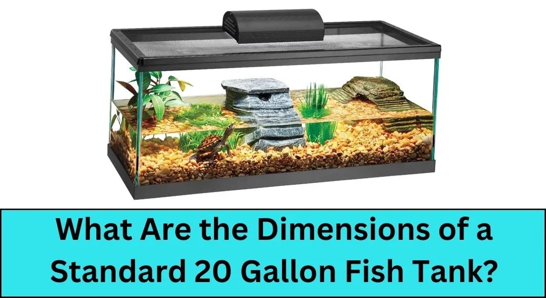 What Are the Dimensions of a Standard 20 Gallon Fish Tank? Pet Fish Tank