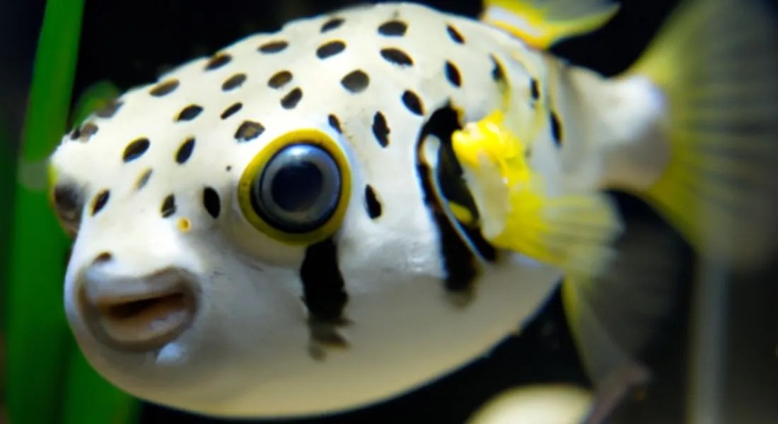 What Size Tank Do I Need for Dwarf Puffer? - Pet Fish Tank