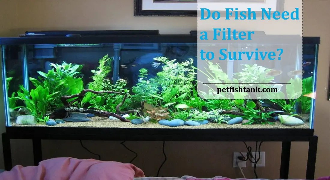 Do Fish Need a Filter to Survive? Pet Fish Tank