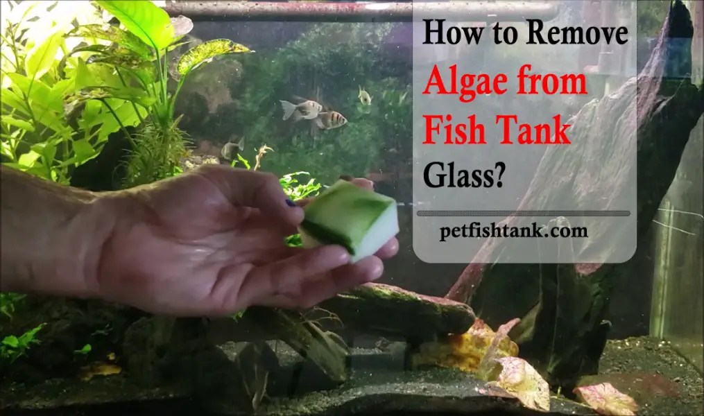 How to Remove Algae from Fish Tank Glass? Pet Fish Tank