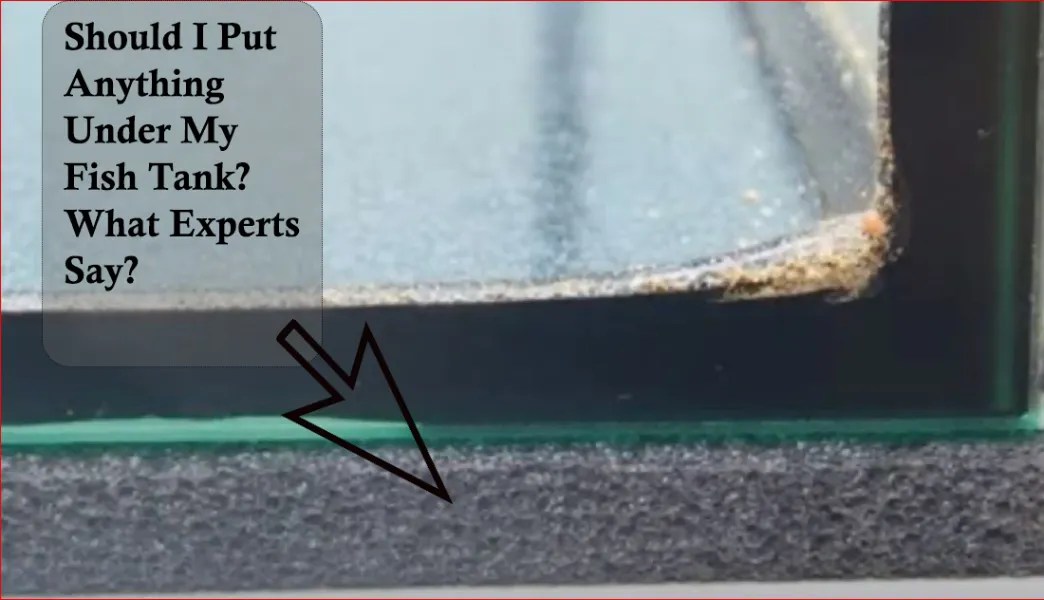 Should I Put Anything Under My Fish Tank? What Experts Say? Pet Fish Tank