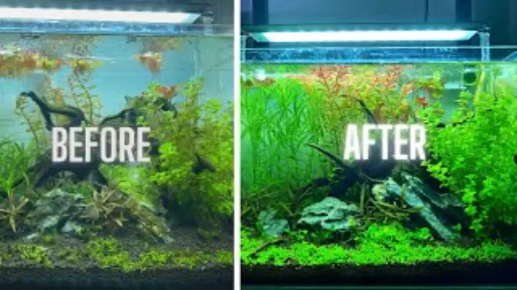 How to Remove Algae from Fish Tank Glass? Pet Fish Tank
