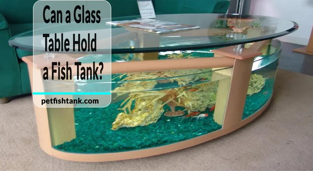 Can a Glass Table Hold a Fish Tank? Pet Fish Tank