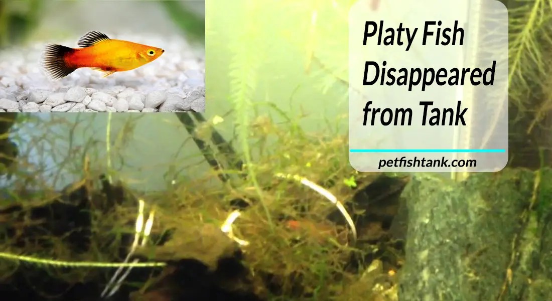 Platy Fish Disappeared from Tank Possible Reasons and Where to Find