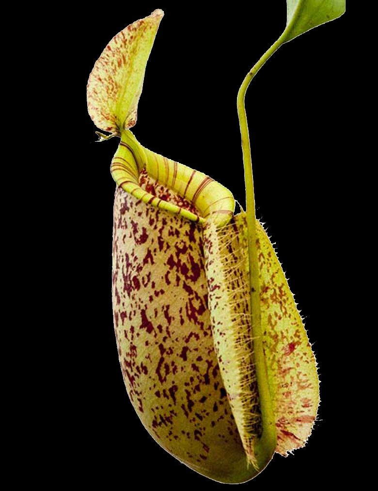 Nepenthes x hookeriana INTERMEDIATE GROWER!! Medium Hanging Basket