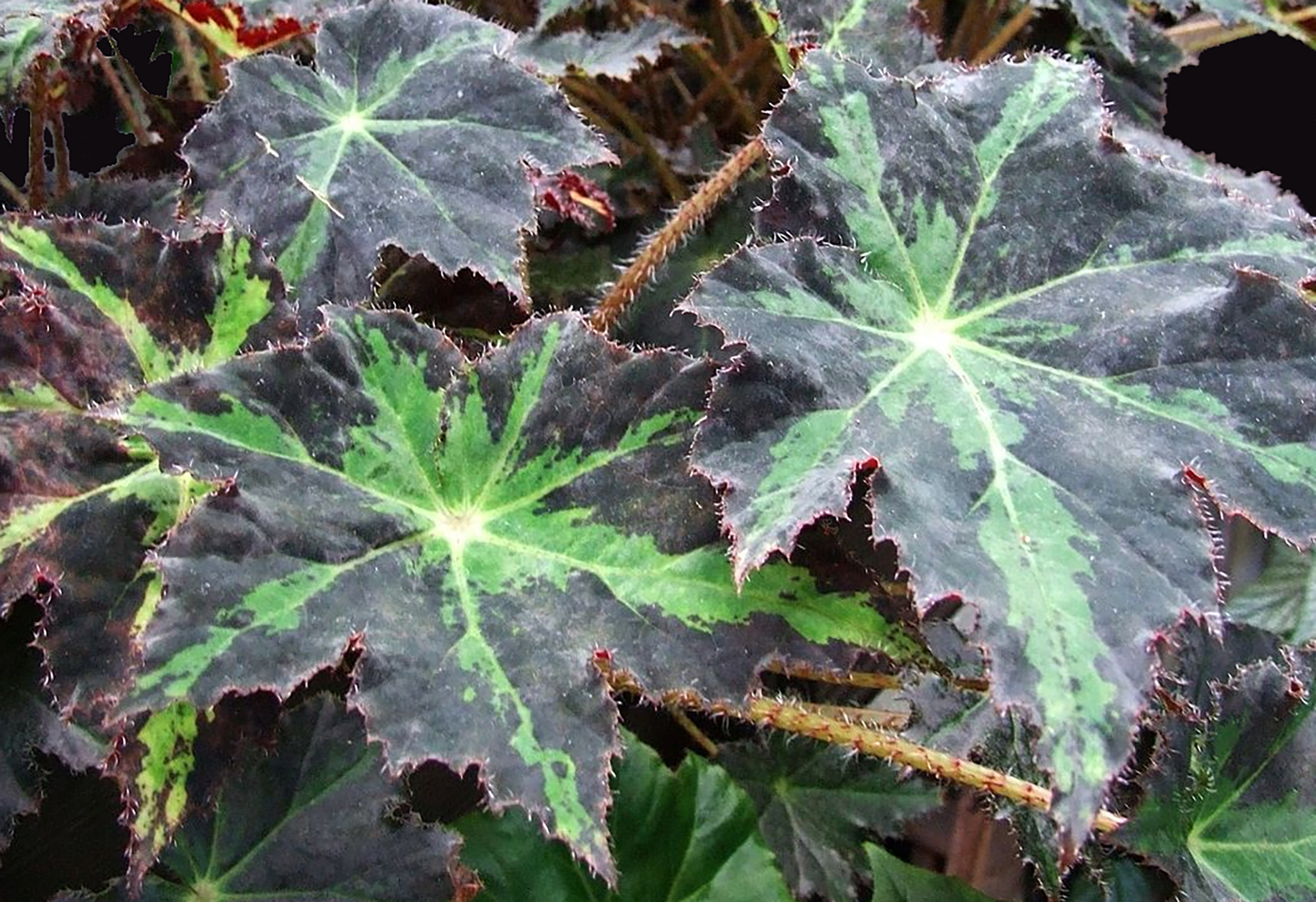 Begonia heracleifolia Starleaf Begonia great tropical co