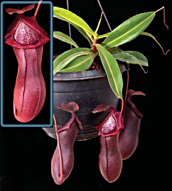Nepenthes x billbaileyi NEW PLANT!! Large Hanging Basket
