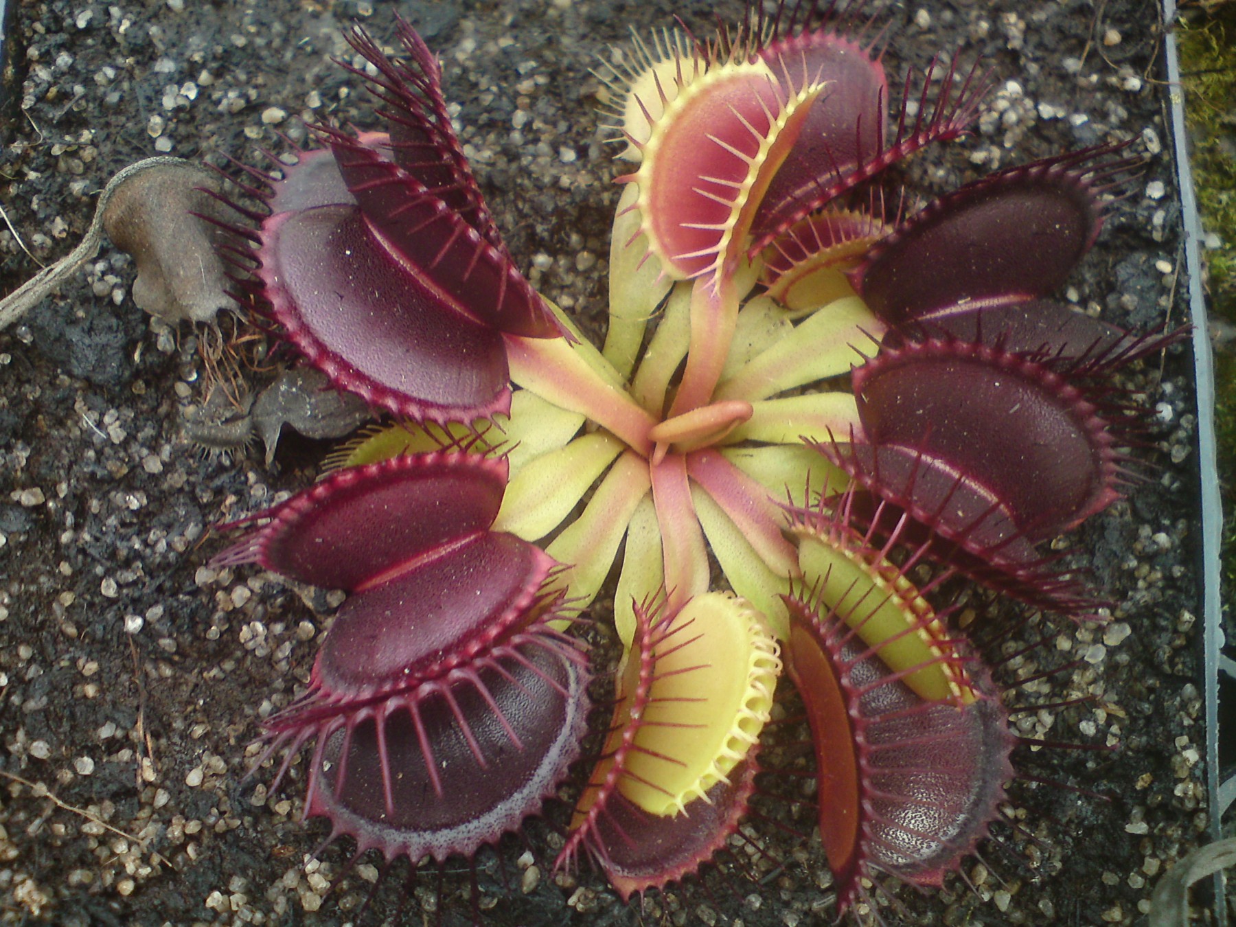 Venus Flytrap 'Black Star' small potted RARE, and ONLY TWO AVAILABLE!!