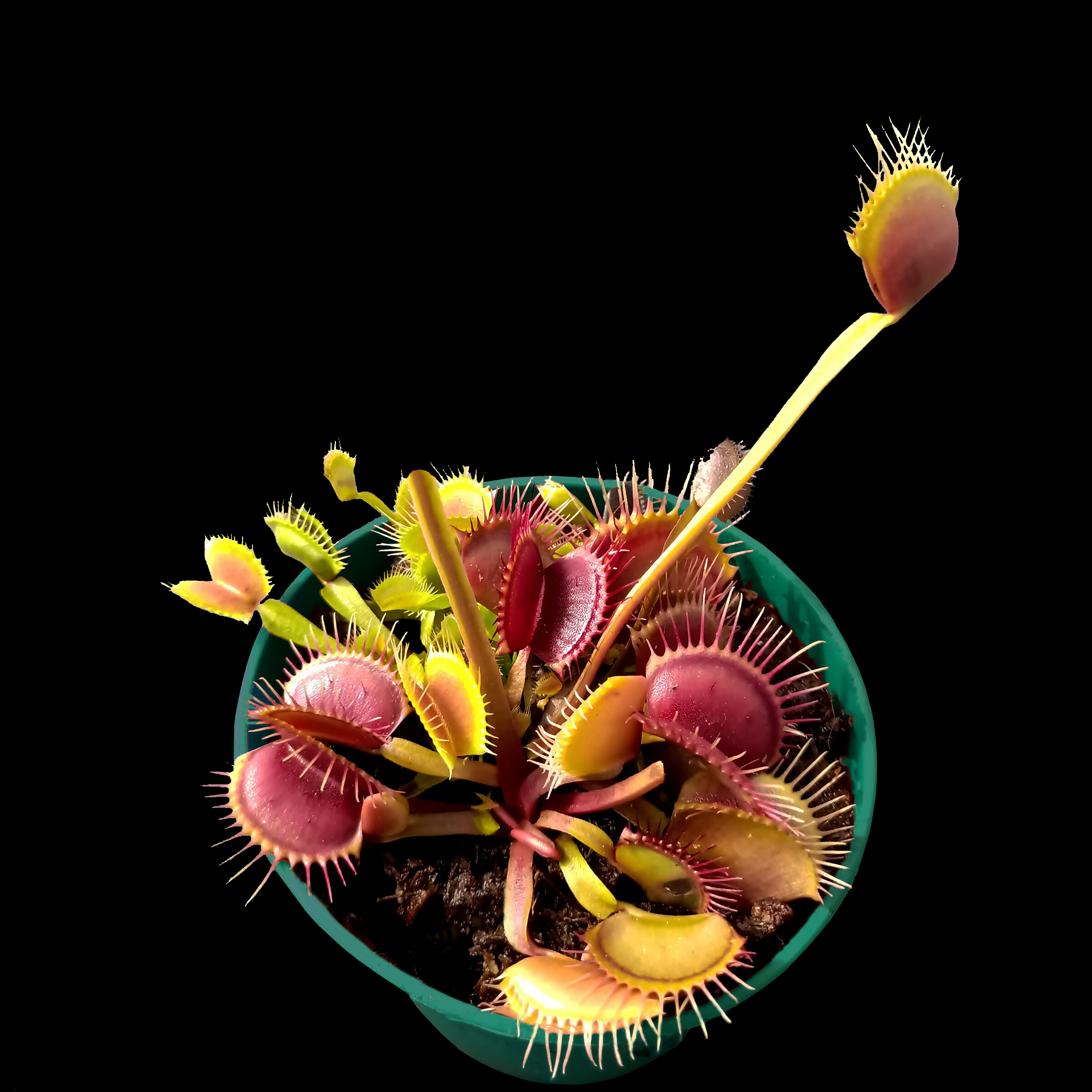 Venus Flytrap 'BCP Z11'VFTBCPZ11