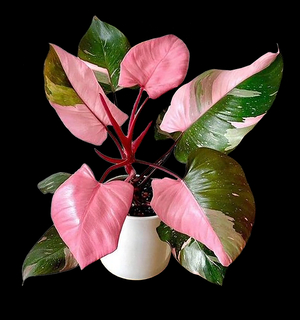 Philodendron 'Pink Princess' colorful and RARE tropical co