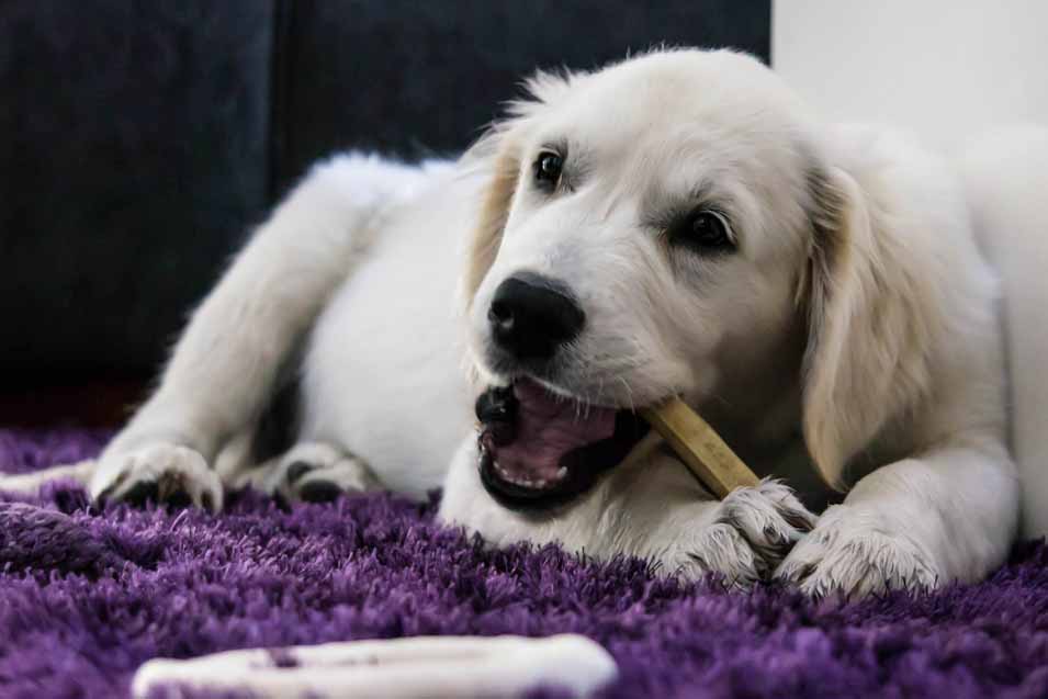 The Best Pet Friendly Carpets Pet Friendly House