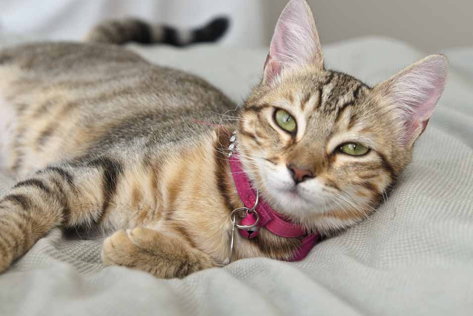 Great Looking Collars for Your Cat