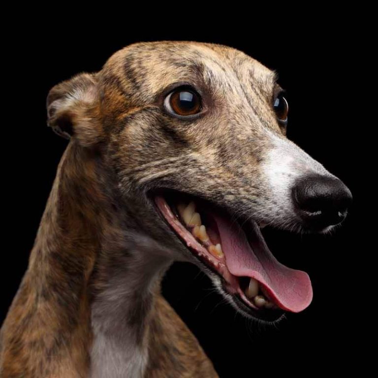 The Most Popular Medium Sized Dog Breeds Pet Friendly House