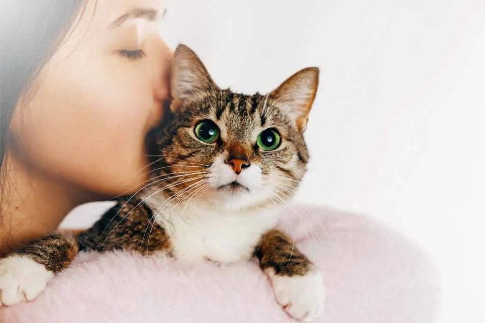 How to Handle Halitosis in Cats Causes &amp; Solutions