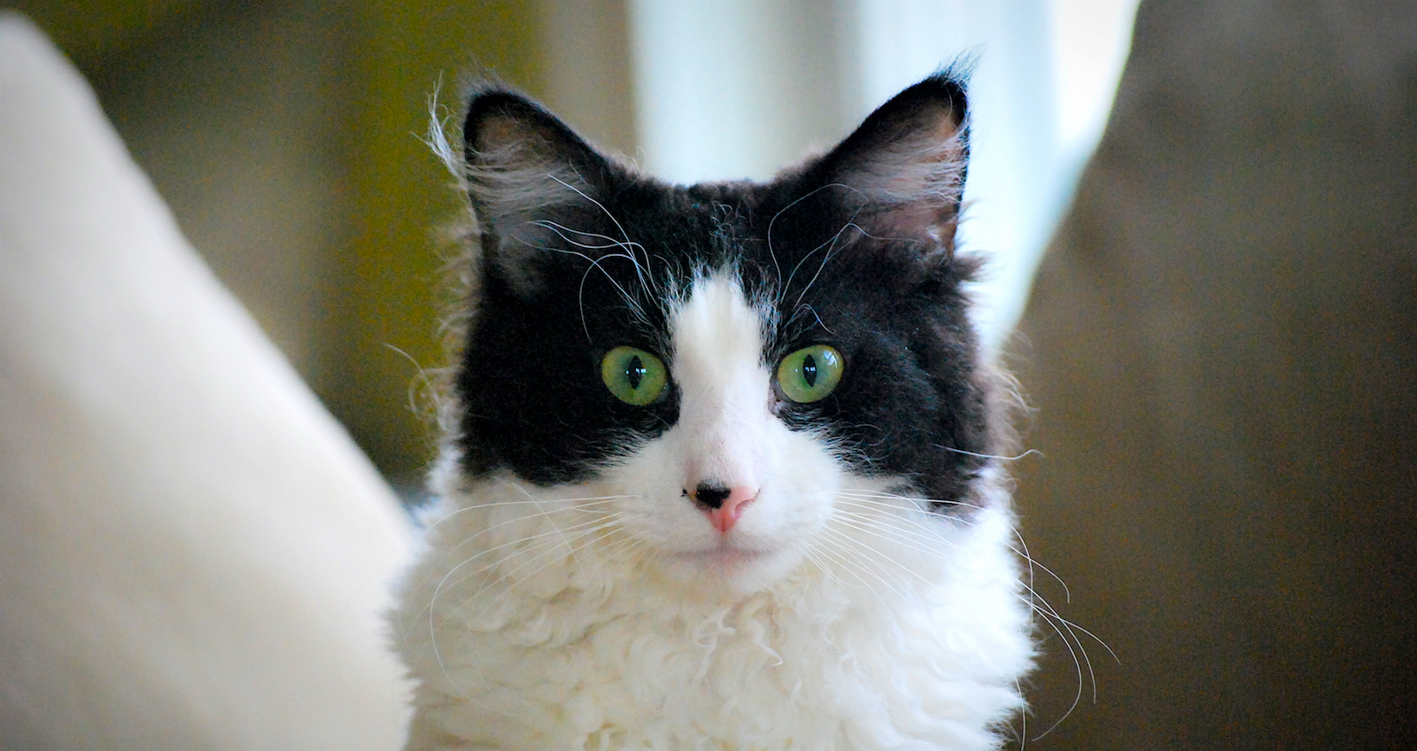 LaPerm Cat Breed Profile Health, Traits, Coats, Groom, Care CatBounty