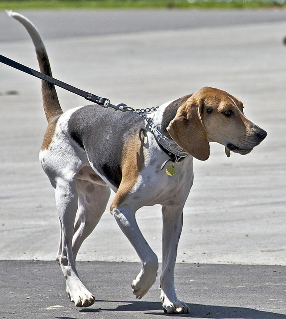 Breed Profile Treeing Walker Coonhound