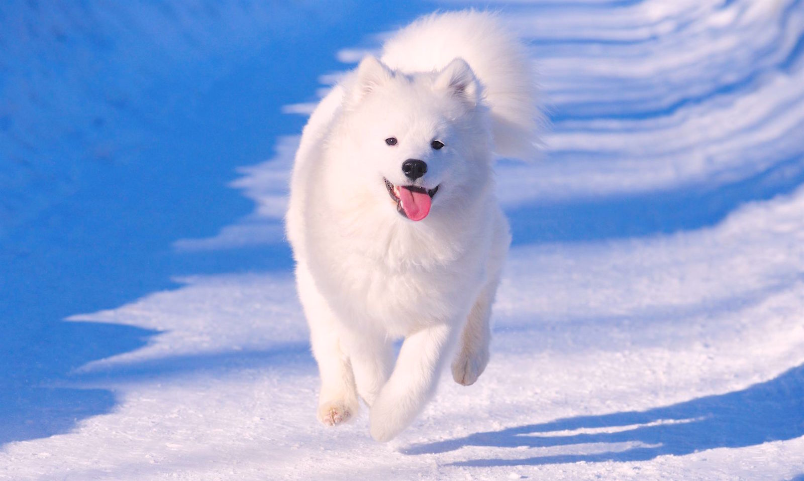 5 Things to Know About Samoyeds Petful