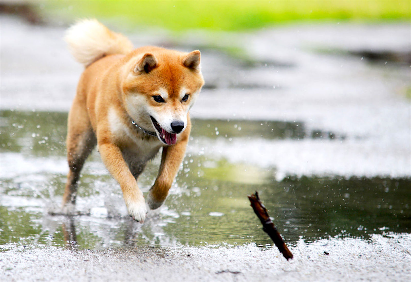 5 Things to Know About Shiba Inus