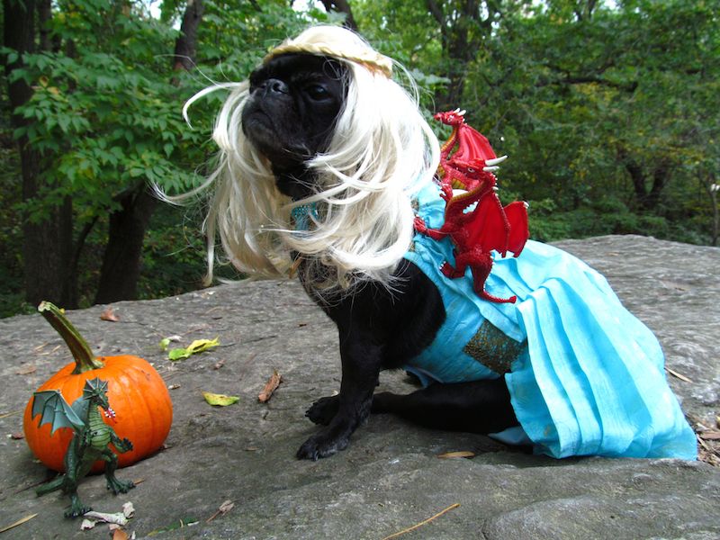 The 70 Absolute Best Pet Costumes We Have Ever Seen Petful