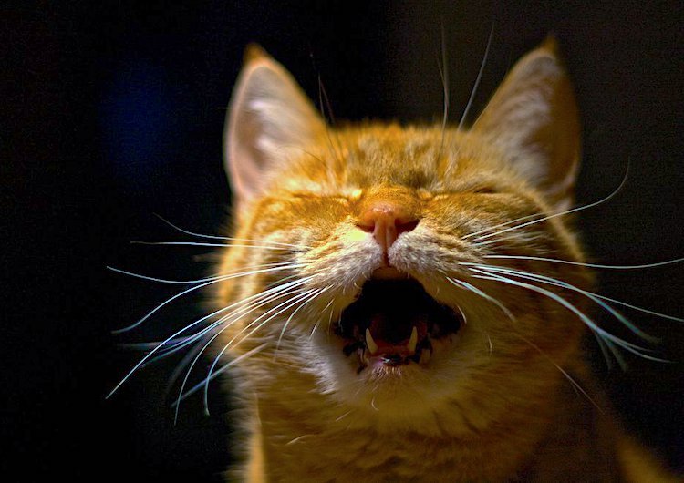 Why Your Old Cat Meows All The Time | Senior Cat Yowling At Night