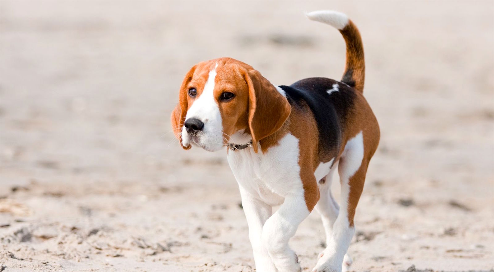 5 Things to Know About Beagles