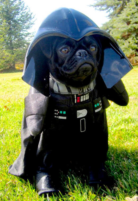 The 60 Absolute Best Pet Costumes We Have Ever Seen Petful