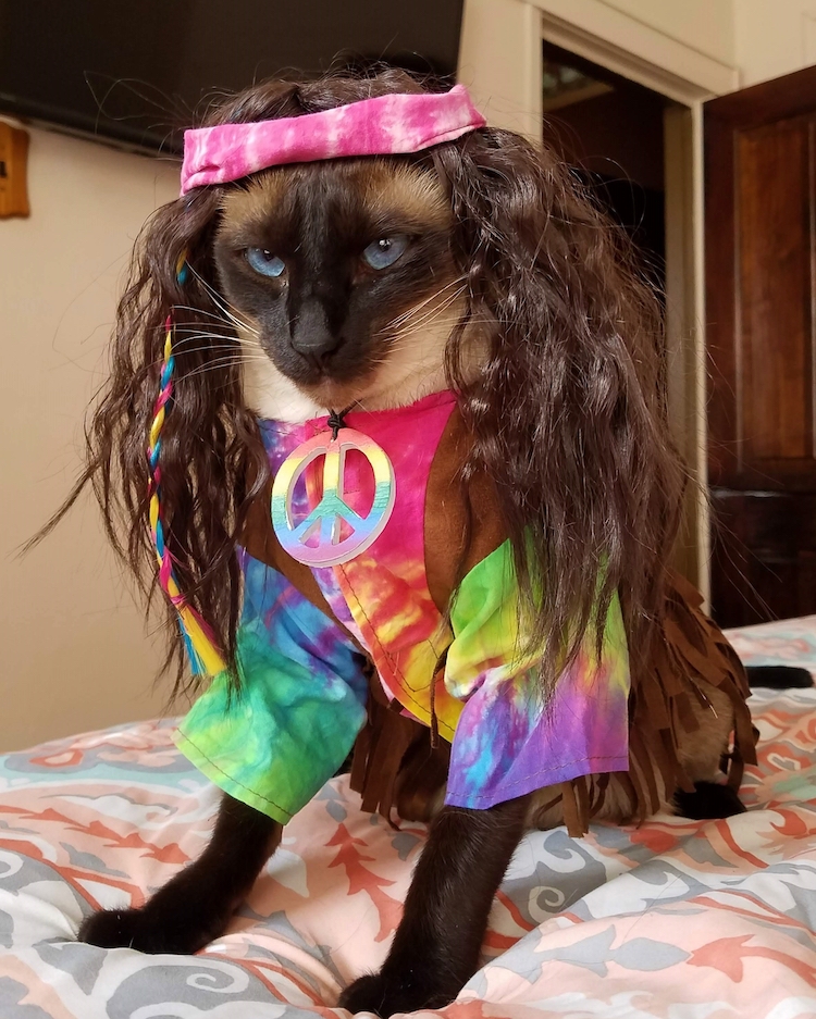 The 70 Absolute Best Pet Costumes We Have Ever Seen
