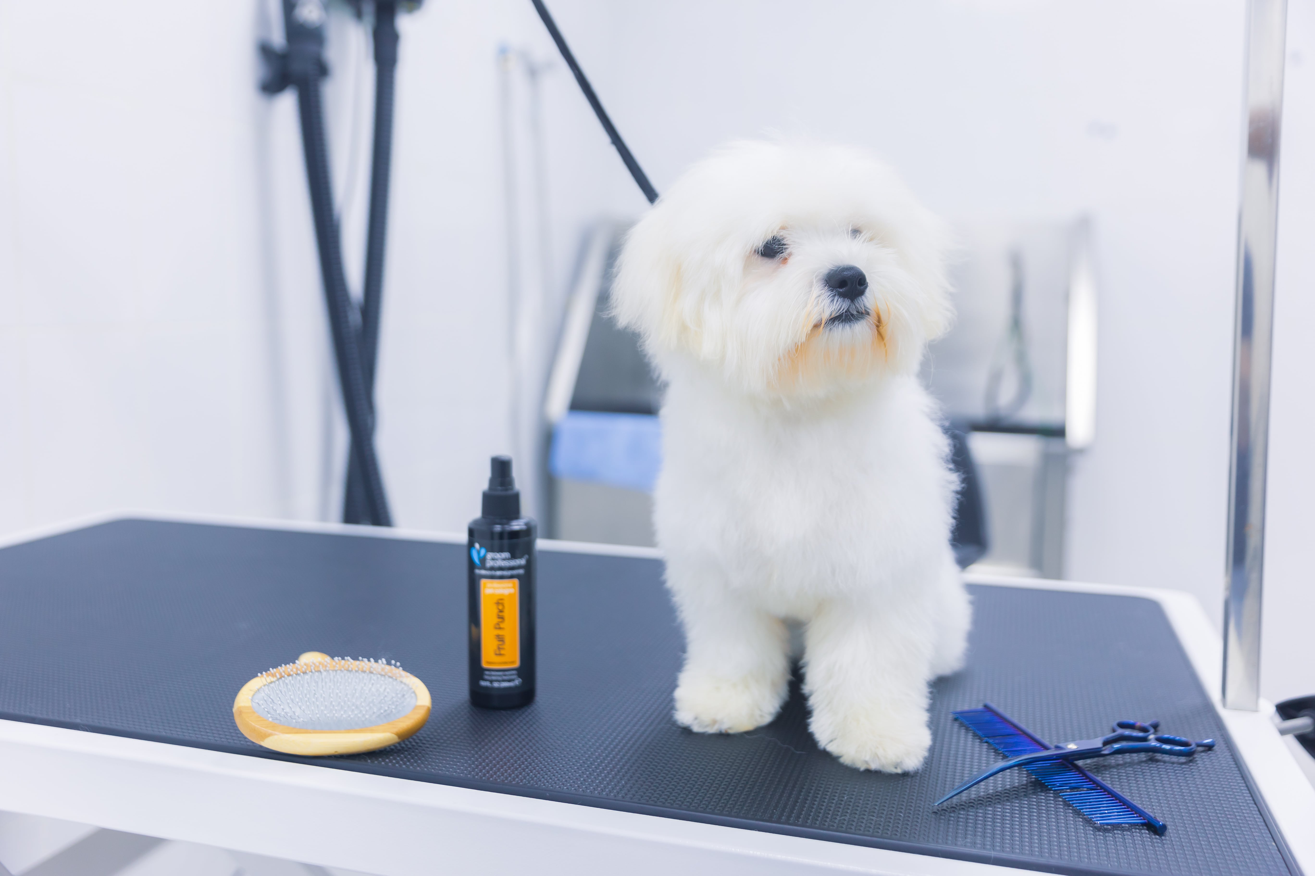Professional Pet Grooming in Dubai Pet grooming Dubai near me