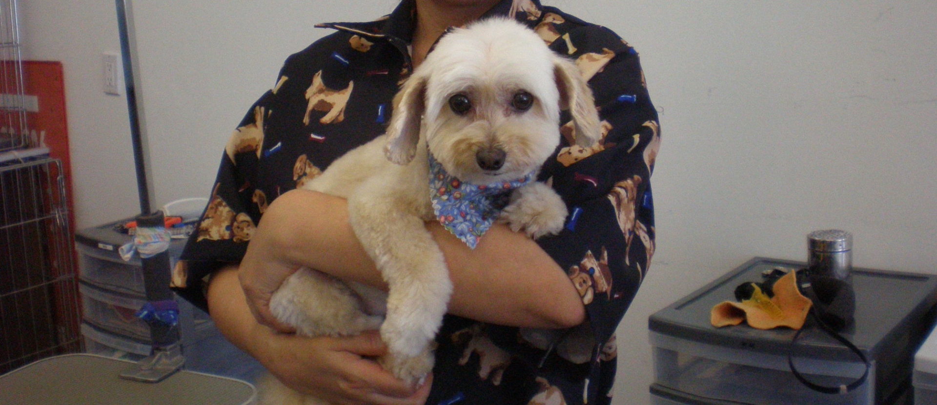 About Pet Grooming Studio Richmond Hill Dog grooming salon