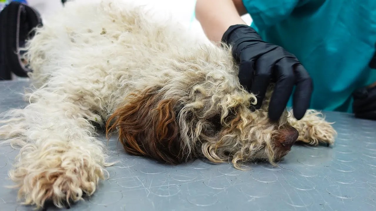 How to Remove Ticks From Dog at Home Essential Tips for Pet Owners