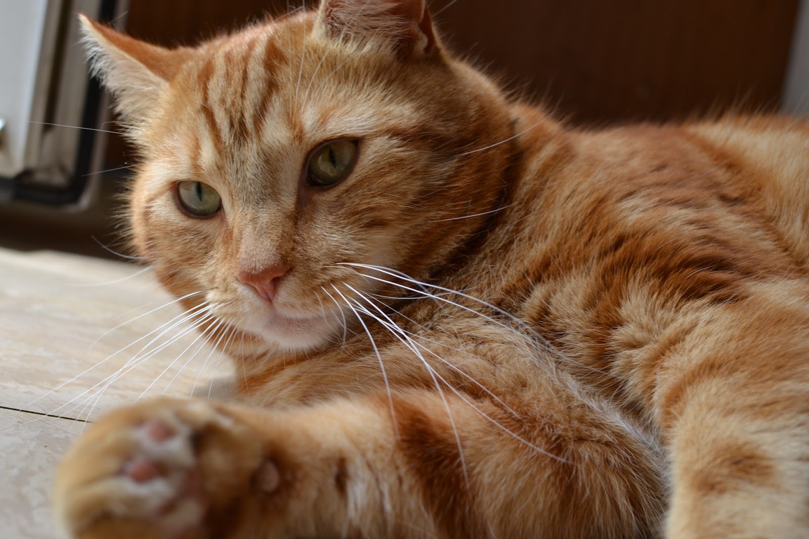 Funny Cat Behavior [video] Tails