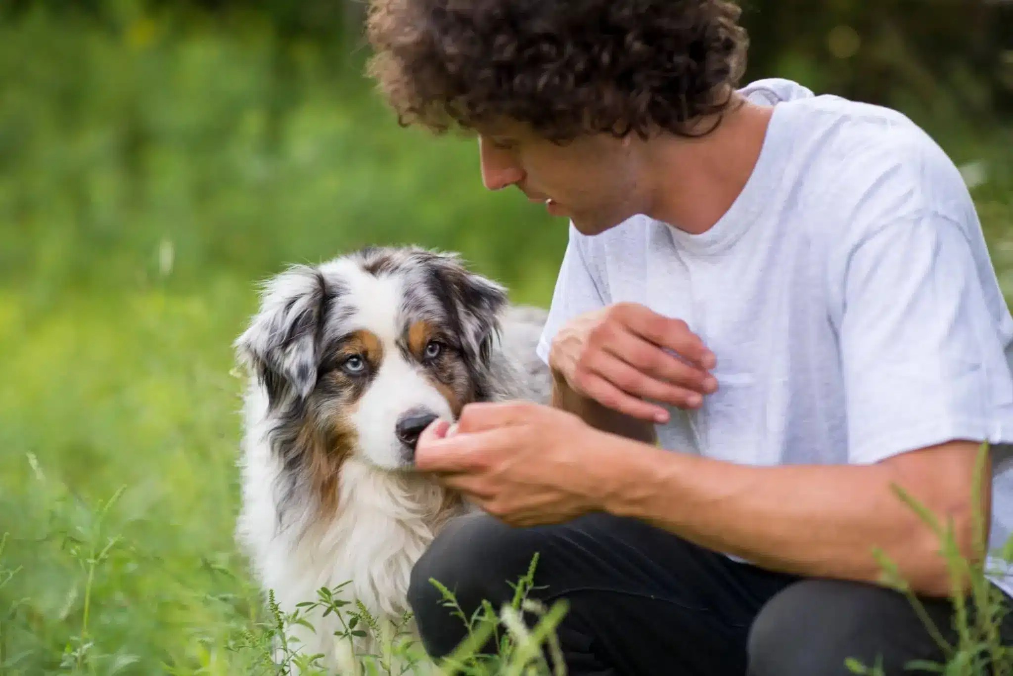 Are Oranges Safe For Australian Shepherds