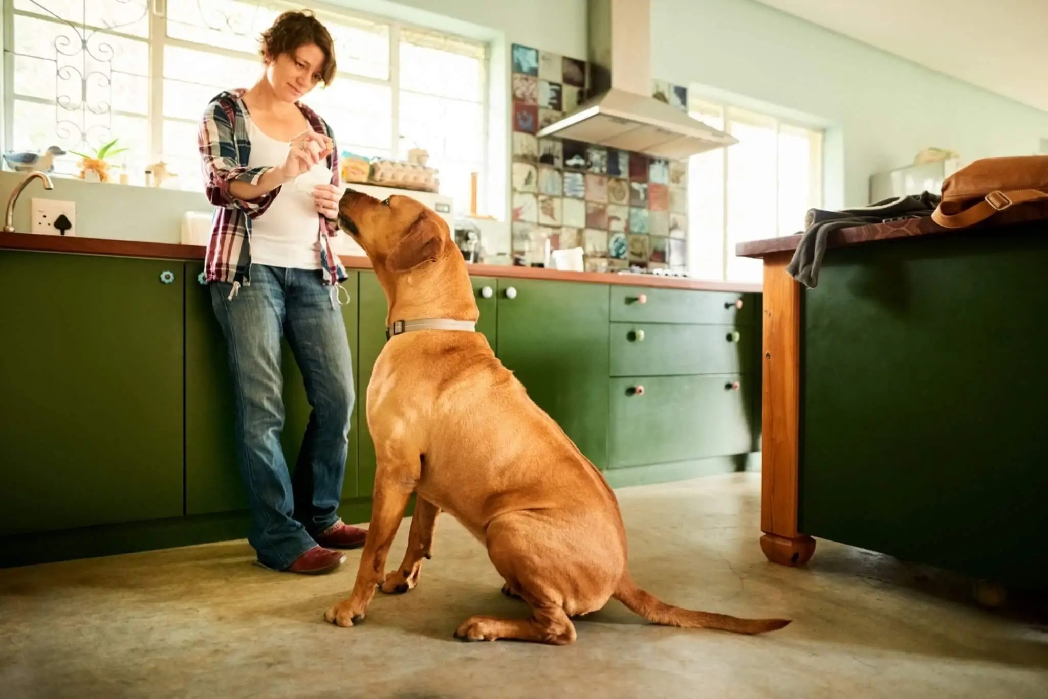 How Much Should I Feed My Rhodesian Ridgeback