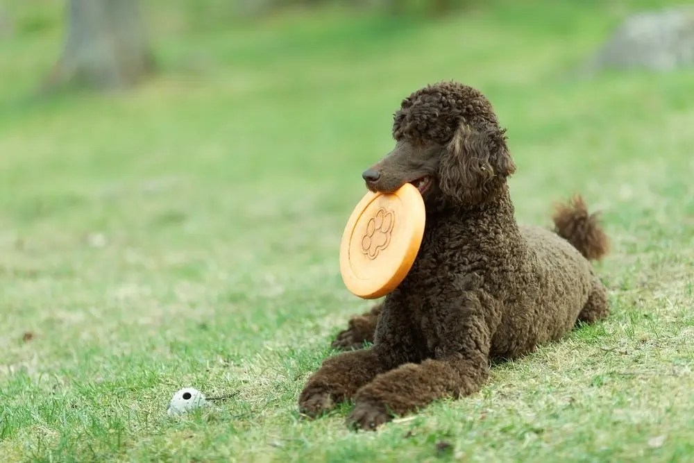 The Standard Poodle Temperament Pet Hooligans