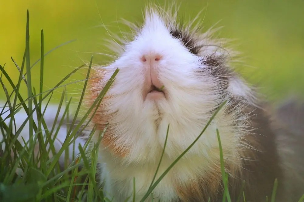 10 Cool Facts About Guinea Pigs Pet Hooligans