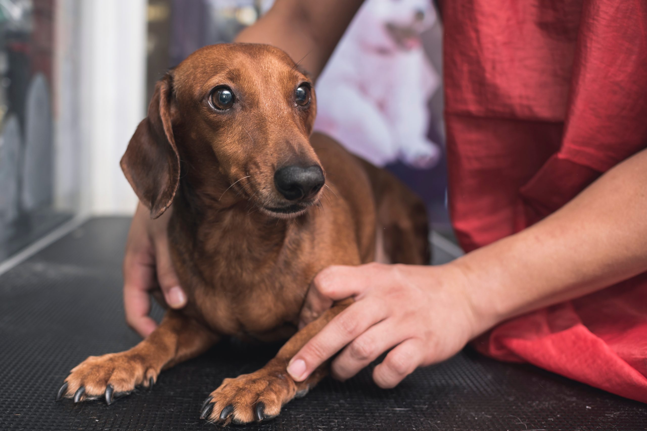 5 Tips on How to Calm an Anxious Dog at the Vet Pet Insurance