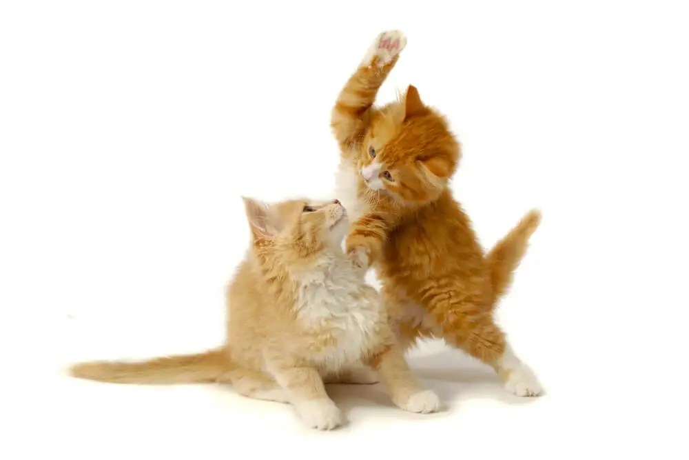 How To Stop Cats Fighting Are My Cats Fighting Or Playing?