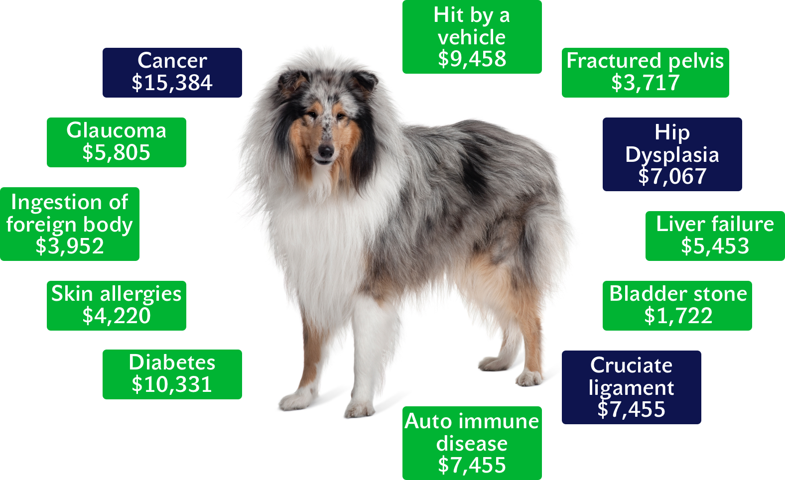 What Does Pet Insurance Cover Plans & Costs Pet Insurer